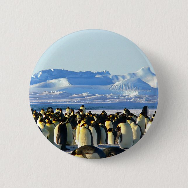 Emperor penguins knapp (Framsida)