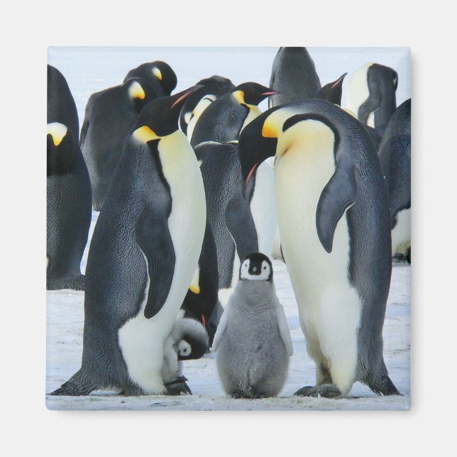 Emperor penguins magnet (Framsidan)