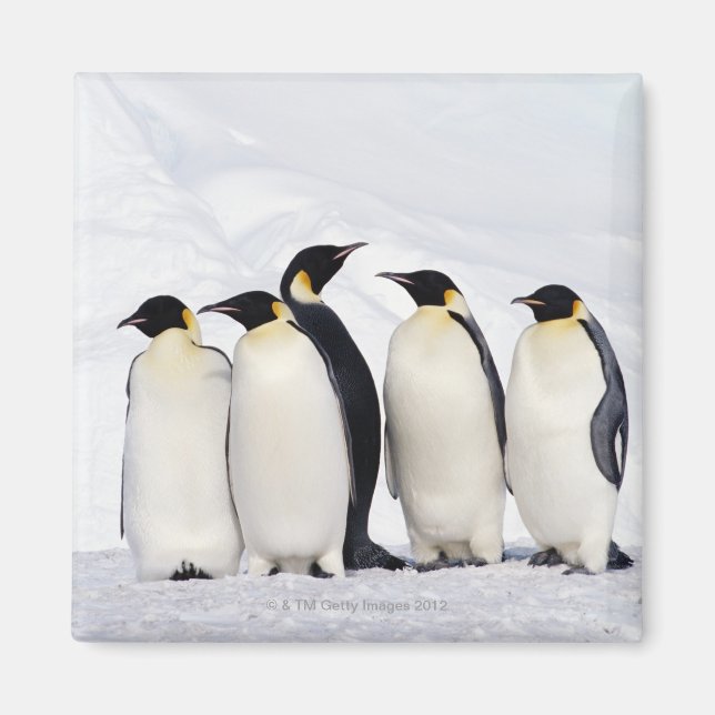 Emperor Penguins Magnet (Framsidan)