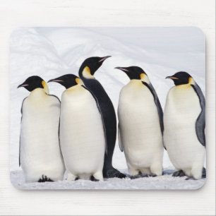 Emperor Penguins Musmatta