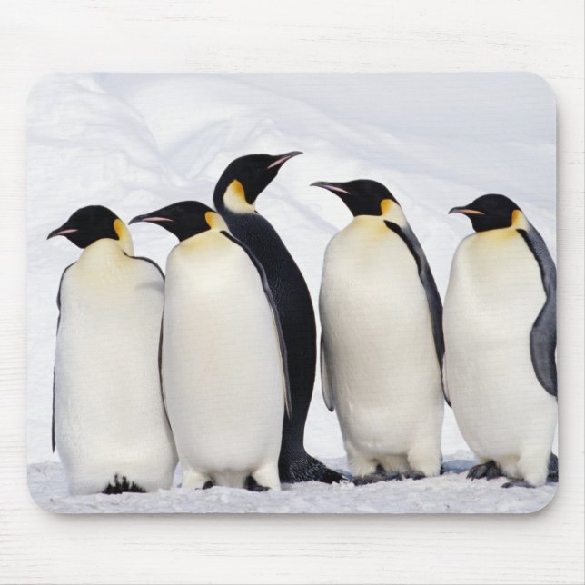Emperor Penguins Musmatta (Framsidan)
