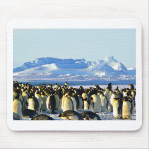 Emperor penguins musmatta