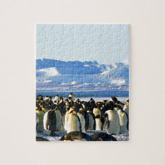 Emperor penguins pussel
