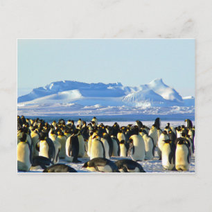 Emperor penguins vykort