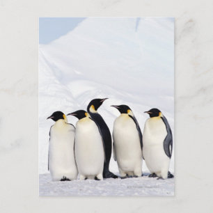 Emperor Penguins Vykort