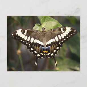 Emperor Swallowtail Butterfly Vykort