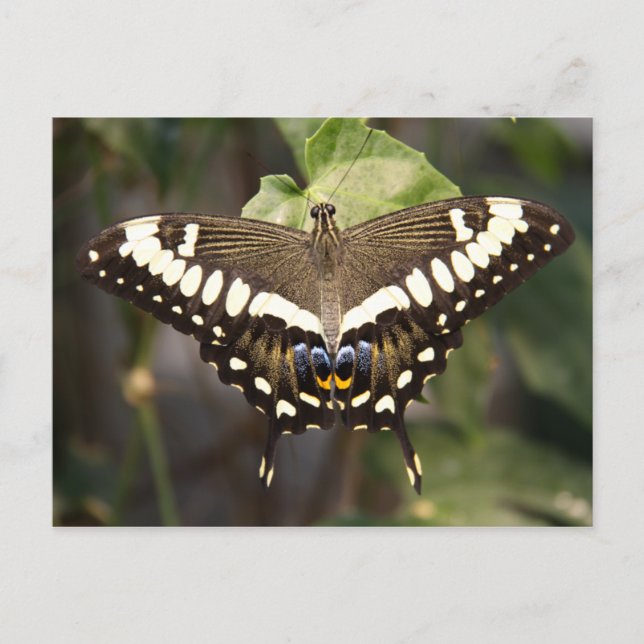 Emperor Swallowtail Butterfly Vykort (Framsida)