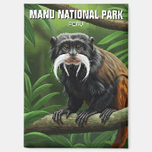 Emperor Tamarin i Manu nationalpark Peru