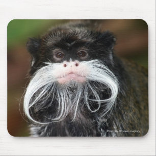 Emperor Tamarin Musmatta