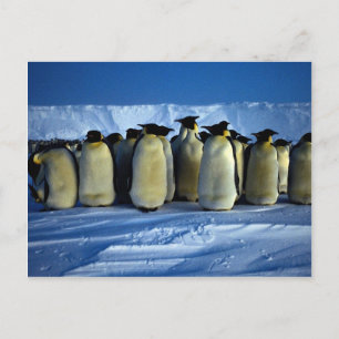 Emperorpenguiner med månljus vykort