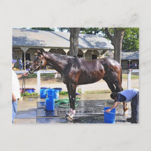 Empire Stakes Winner ’Saratoga Snacks’ Vykort