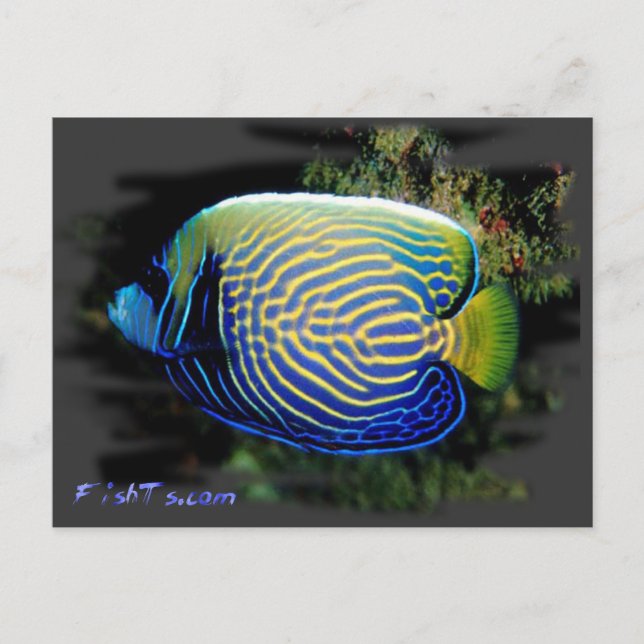 Emporer Angelfish Vykort (Framsida)