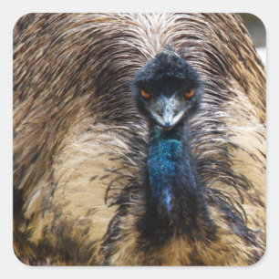 Emu Bird Animal Wildlife Nature Photography Fyrkantigt Klistermärke