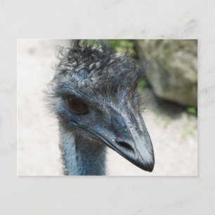 Emu Bird Lookin på dig Vykort