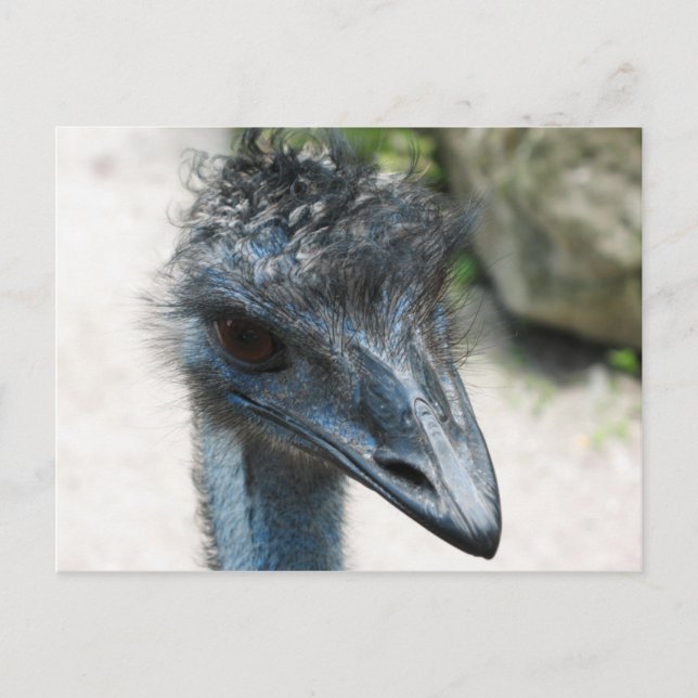 Emu Bird Lookin på dig Vykort (Framsida)