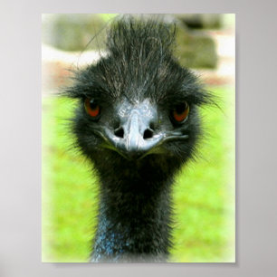 EMU BIRD PHOTO PORTRÄTT POSTER