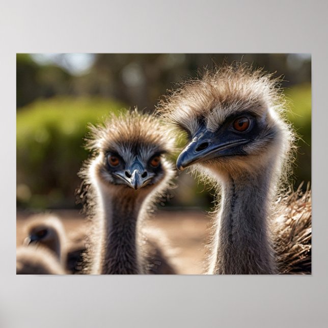 Emu Birds Poster (Framsidan)