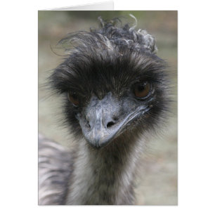 Emu Hälsningskort