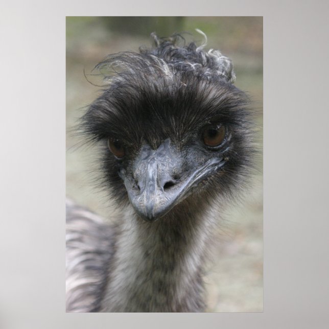 Emu Poster (Framsidan)