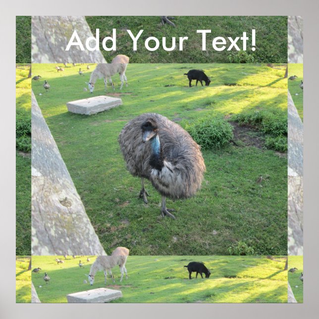 Emu Poster (Framsidan)