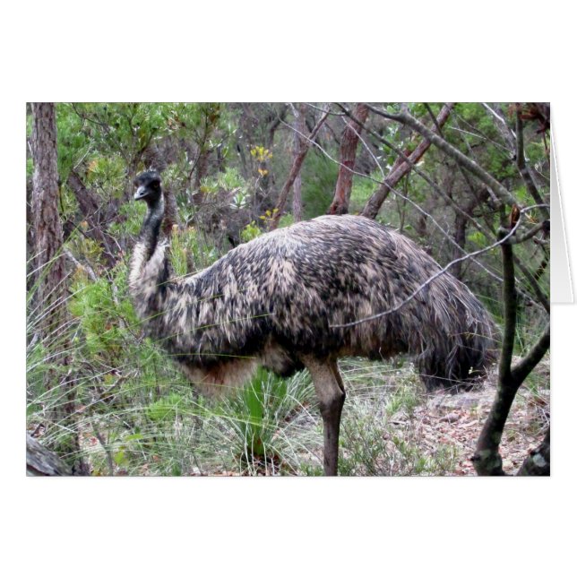 emu-promenad hälsningskort (Framsidan Horizontal)