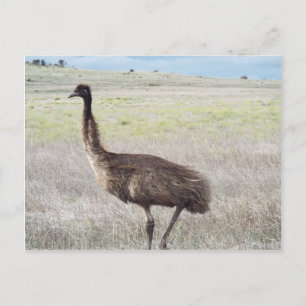 emu-promenad vykort