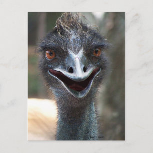 Emu säger HI! Bläckbrun ögon bild Vykort