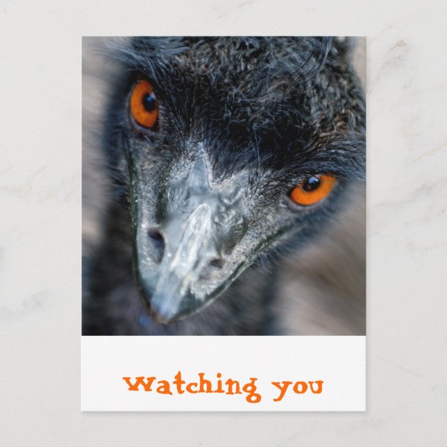 Emu tittar vykort (Framsida)