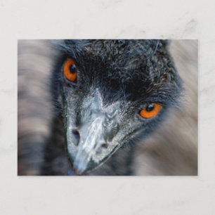 Emu tittar vykort