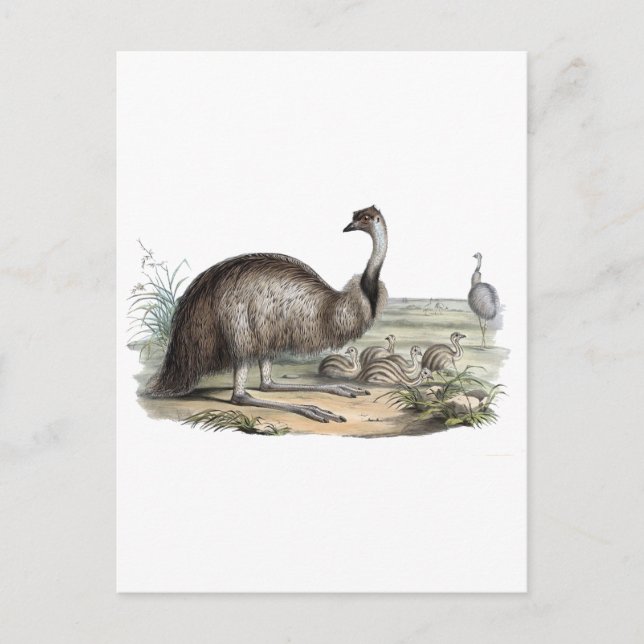 Emu Vykort (Framsida)