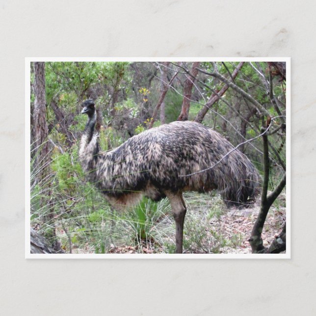 emu vykort (Framsida)