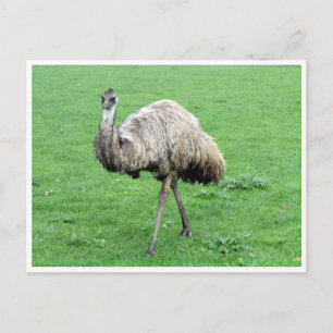 emu vykort