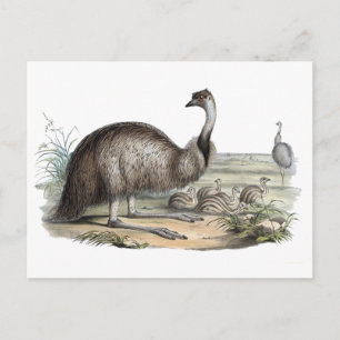 Emu Vykort