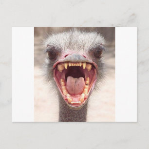 emu vykort