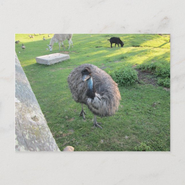 Emu Vykort (Framsida)