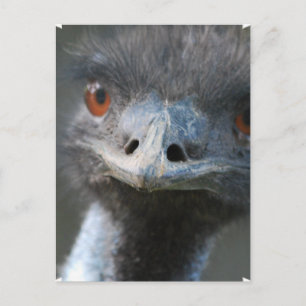 Emu-vykort Vykort
