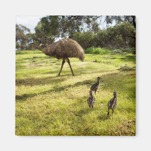 Emu with Chicks (grannbevakning), kvitt magnet