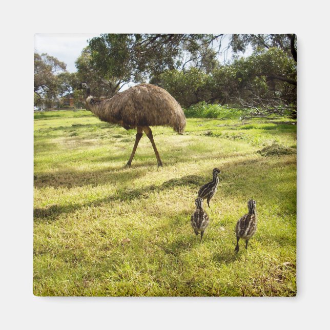 Emu with Chicks (grannbevakning), kvitt magnet (Framsidan)