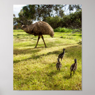 Emu with Chicks grannbevakning, Poster
