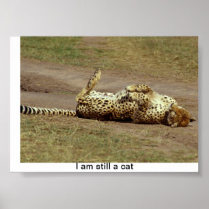 En affisch av en Cheetah som är rullande på det