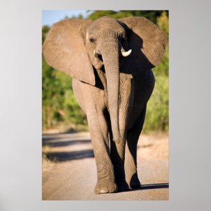 En afrikansk elefant (Loxodonta Africana) går Poster
