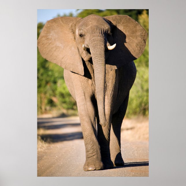 En afrikansk elefant (Loxodonta Africana) går Poster (Framsidan)