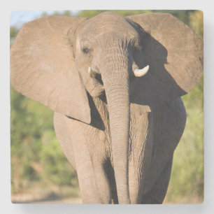 En afrikansk elefant (Loxodonta Africana) går Underlägg Sten