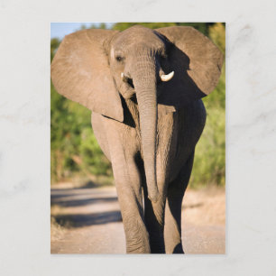 En afrikansk elefant (Loxodonta Africana) går Vykort