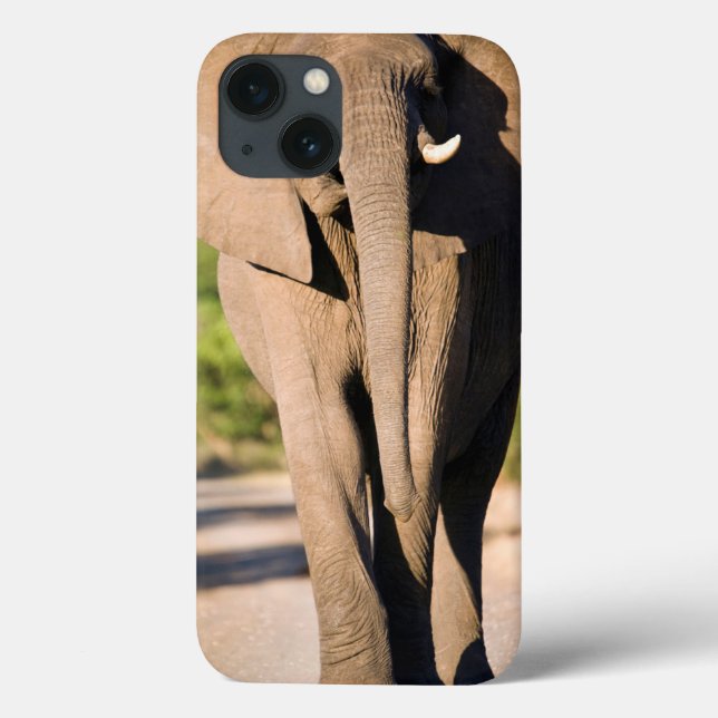 En afrikansk elefant (loxodontaen Africana) går (Baksida)
