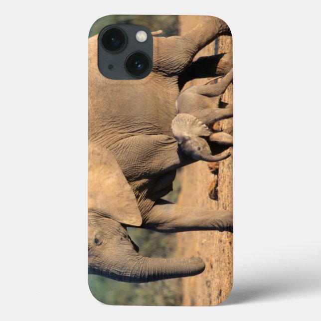 En afrikansk elefant mor och kalv i rörelse (Baksida)