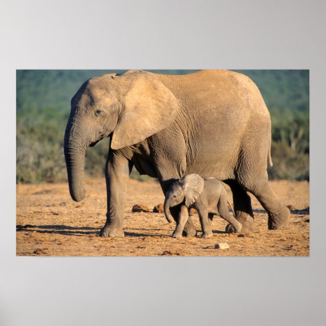 En afrikansk elefant mor och kalv i rörelse poster (Framsidan)