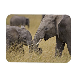 En afrikansk elefant som betar på fälten magnet