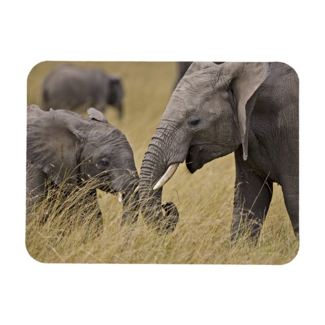 En afrikansk elefant som betar på fälten magnet (Horisontell)