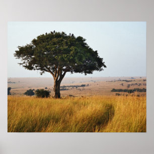 En akacia träd på grässlätter, Masai Mara. Poster